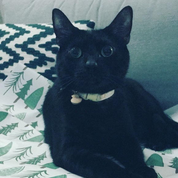 🐈 - Picture 1 of 1